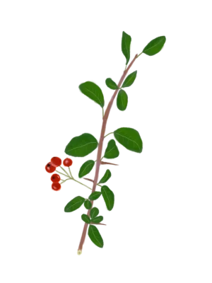 Глодівець з червоними ягодами Pyracantha red berries Живопліт Hedge Структурні рослини Structural plants Гребля Shrub