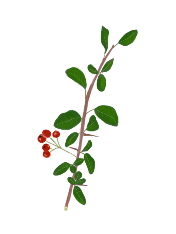 Глодівець з червоними ягодами Pyracantha red berries Живопліт Hedge Структурні рослини Structural plants Гребля Shrub