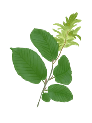 Граб звичайний Carpinus betulus Cаджанці граба звичайного Cтруктурні рослини Structural plants Живопліт Рослини для живоплоту Hedge Гребля
