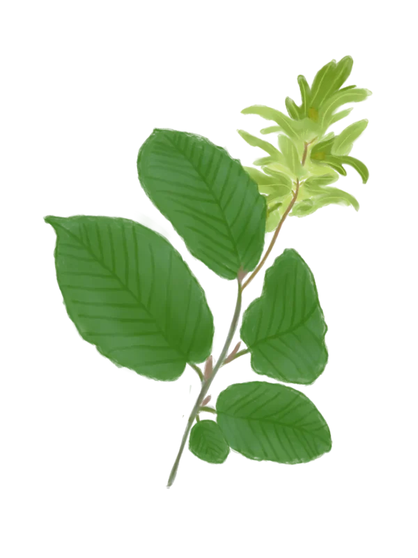 Граб звичайний Carpinus betulus Cаджанці граба звичайного Cтруктурні рослини Structural plants Живопліт Рослини для живоплоту Hedge Гребля