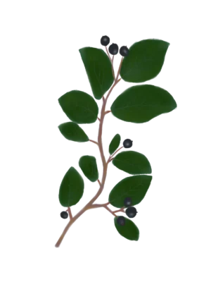 Кизильник блискучий Cotoneaster lucidus Кущ Shrub Рослини для живої огорожі Живопліт Hedge Structural plants Структурні рослини