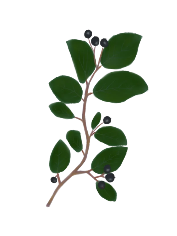 Кизильник блискучий Cotoneaster lucidus Кущ Shrub Рослини для живої огорожі Живопліт Hedge Structural plants Структурні рослини
