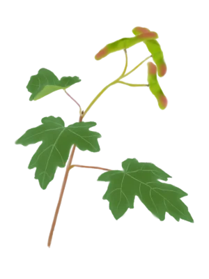 Клен польовий Acer campestre Tree Структурні рослини Рослини для живоплоту Рослини для живої огорожі