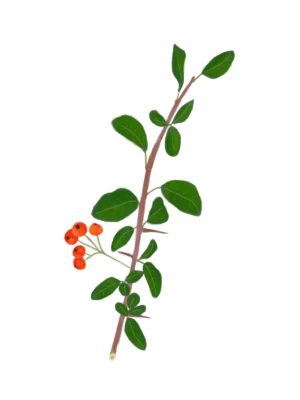 Глодівець Orange Charmer Pyracantha Orange Charmer Живопліт Hedge Структурні рослини Structural plants Гребля