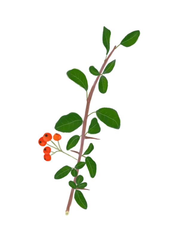 Глодівець Orange Charmer Pyracantha Orange Charmer Живопліт Hedge Структурні рослини Structural plants Гребля