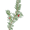 Саджанець тиса ягідного Taxus baccata Strub Cтруктурні рослини рослини для живоплоту рослини для живої огорожі