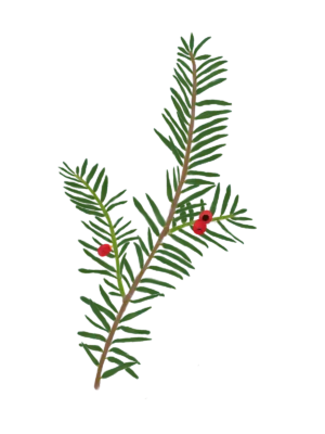 Саджанець тиса ягідного Taxus baccata Strub Cтруктурні рослини рослини для живоплоту рослини для живої огорожі