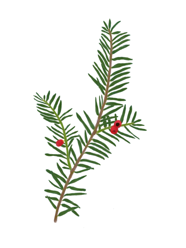 Саджанець тиса ягідного Taxus baccata Strub Cтруктурні рослини рослини для живоплоту рослини для живої огорожі