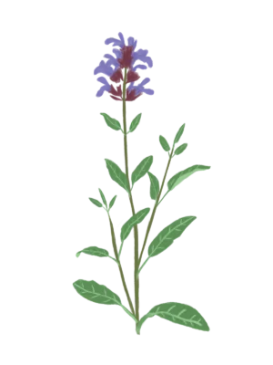 Ілюстрація шавлії лікарської Salvia officinalis Гребля Шавлія лікарська Salvia officinalis Рожева палітра кольорів Сезонні рослини Seasonal plants Ароманта рослина