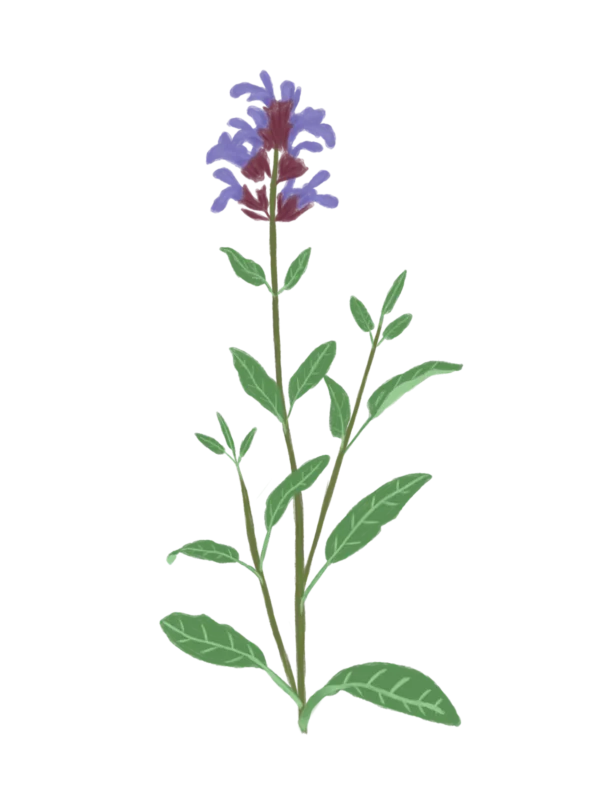 Шавлія лікарська Salvia officinalis Рожева палітра кольорів Сезонні рослини Seasonal plants Ароманта рослина