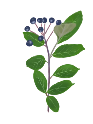Аронія чорноплідна Aronia melanocarpa Black Chokeberry Живопліт Hedge Cтруктурні рослини Structural plants Гребля