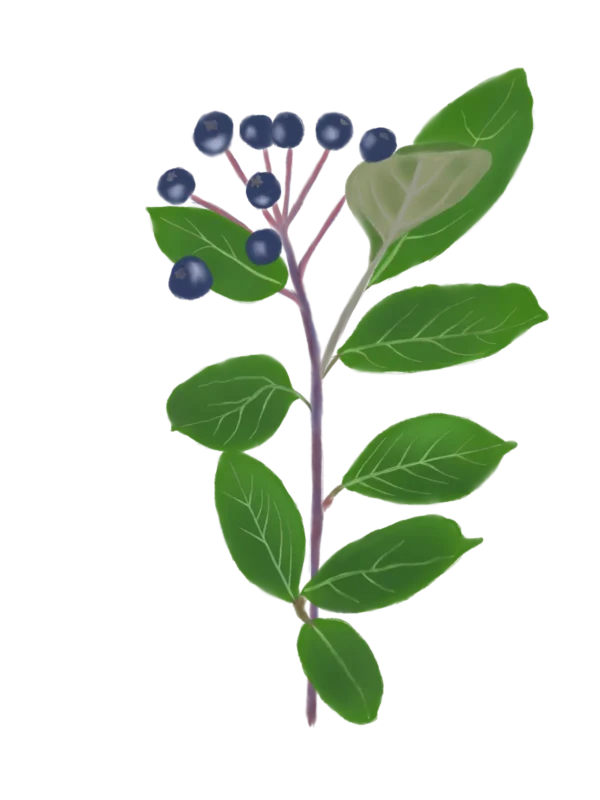 Аронія чорноплідна Aronia melanocarpa Black Chokeberry Живопліт Hedge Cтруктурні рослини Structural plants Гребля