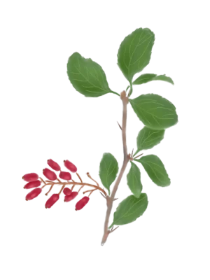 Барбарис звичайний Berberis vulgaris Кущі Shrub Структурні рослини Structural plants Живопліт Рослини для живоплоту Рослини для живої огорожі
