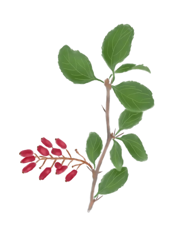 Барбарис звичайний Berberis vulgaris Кущі Shrub Структурні рослини Structural plants Живопліт Рослини для живоплоту Рослини для живої огорожі