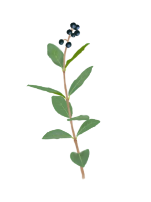 Бирючина овальнолиста Ligustrum ovalifolium Кущ Shrub Структурні рослини Structural plants Рослини для живоплоту Живопліт Hedge