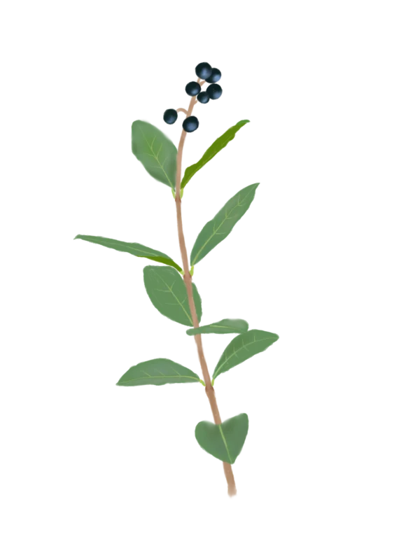 Ілюстрація бирючини овальнолистої Ligustrum ovalifolium Гребля Бирючина овальнолиста Ligustrum ovalifolium Кущ Shrub Структурні рослини Structural plants Рослини для живоплоту Живопліт Hedge