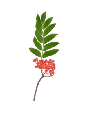 Саджанець горобини звичайної Sorbus aucuparia Гребля Горбина звичайна Sorbus aucuparia Структурні рослини Рослини для живоплоту Рослини для живої огорожі Декоративні ягоди Декоративне листя
