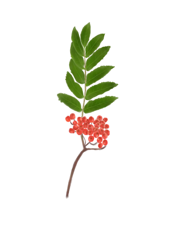 Горбина звичайна Sorbus aucuparia Структурні рослини Рослини для живоплоту Рослини для живої огорожі Декоративні ягоди Декоративне листя