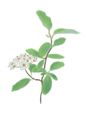 Таволга Вангутта Spiraea vanhouttei Кущ Shrub Структурні рослини Structural plants Живопліт Рослини для живоплоту Рослини для живої огорожі Hedge