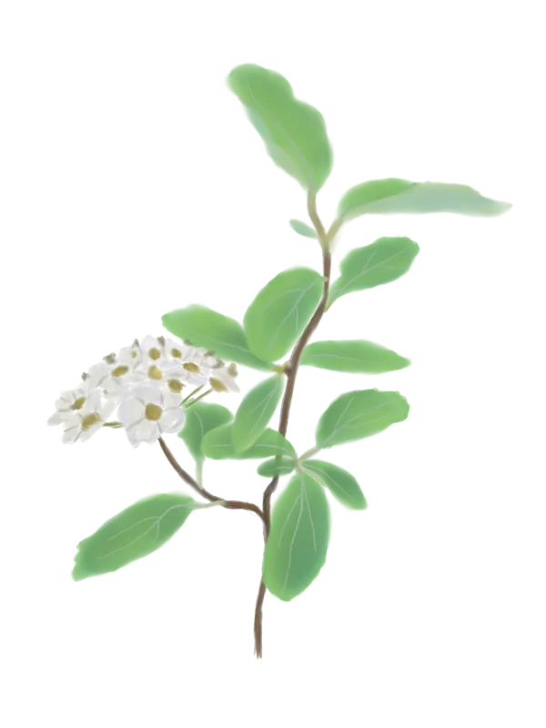 Таволга Вангутта Spiraea vanhouttei Кущ Shrub Структурні рослини Structural plants Живопліт Рослини для живоплоту Рослини для живої огорожі Hedge