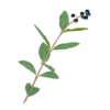 Ілюстрація бирючини овальнолистої Ligustrum ovalifolium Гребля Бирючина овальнолиста Ligustrum ovalifolium Кущ Shrub Структурні рослини Structural plants Рослини для живоплоту Живопліт Hedge