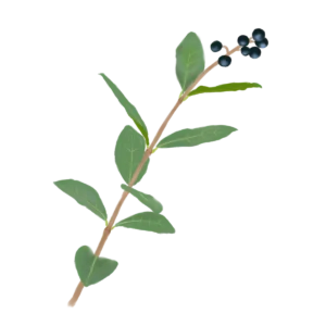 Бирючина овальнолиста Ligustrum ovalifolium Кущ Shrub Структурні рослини Structural plants Рослини для живоплоту Живопліт Hedge