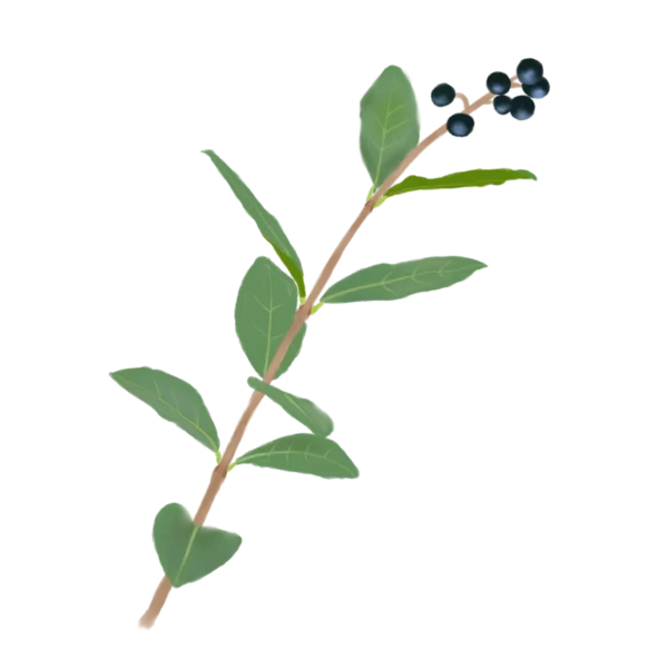 Бирючина овальнолиста Ligustrum ovalifolium Кущ Shrub Структурні рослини Structural plants Рослини для живоплоту Живопліт Hedge