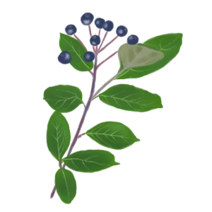 Аронія чорноплідна Aronia melanocarpa Black Chokeberry Живопліт Hedge Cтруктурні рослини Structural plants Гребля