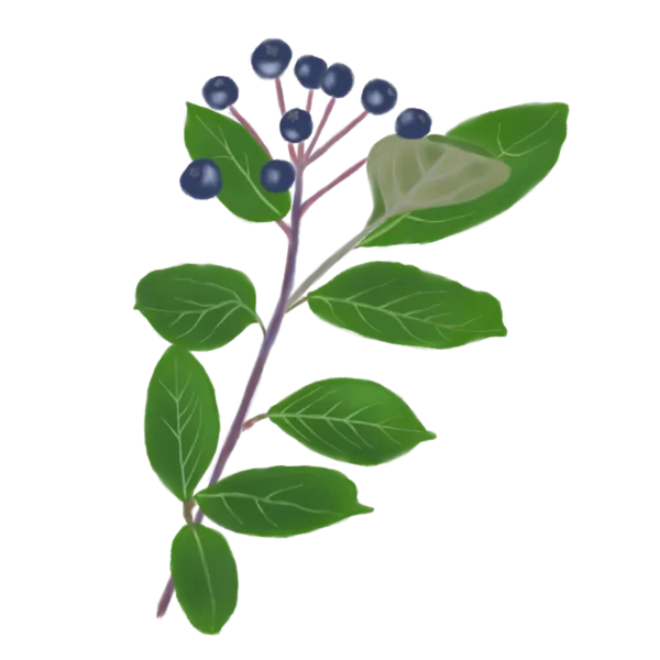 Аронія чорноплідна Aronia melanocarpa Black Chokeberry Живопліт Hedge Cтруктурні рослини Structural plants Гребля