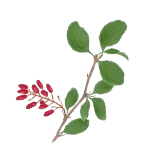 Барбарис звичайний Berberis vulgaris Кущі Shrub Структурні рослини Structural plants Живопліт Рослини для живоплоту Рослини для живої огорожі