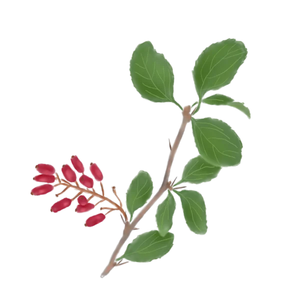 Барбарис звичайний Berberis vulgaris Кущі Shrub Структурні рослини Structural plants Живопліт Рослини для живоплоту Рослини для живої огорожі