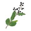 Бирючина звичайна Ligustrum vulgare Кущ Shrub Структурні рослини Structural plants Рослини для живоплоту Живопліт Hedge
