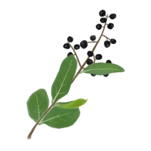Бирючина звичайна Ligustrum vulgare Кущ Shrub Структурні рослини Structural plants Рослини для живоплоту Живопліт Hedge