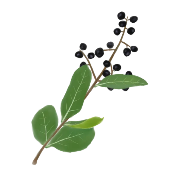 Бирючина звичайна Ligustrum vulgare Кущ Shrub Структурні рослини Structural plants Рослини для живоплоту Живопліт Hedge