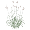 Бородач Жерарда Andropogon gerardii Сезонні рослини Seasonal plants