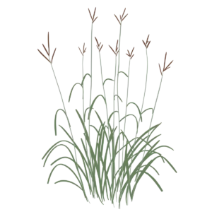 Ілюстрація бородача Жерарда Andropogon gerardii Гребля Бородач Жерарда Andropogon gerardii Сезонні рослини Seasonal plants