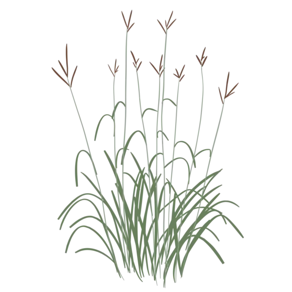 Бородач Жерарда Andropogon gerardii Сезонні рослини Seasonal plants