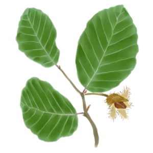 Бук лісовий Fagus sylvatica Структурні рослини Structural plants Рослини для живоплоту Рослини для живої огорожі Hedge Саджанці бука лісовго