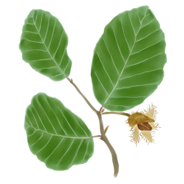 Бук лісовий Fagus sylvatica Структурні рослини Structural plants Рослини для живоплоту Рослини для живої огорожі Hedge Саджанці бука лісовго