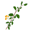 Глодівець Golden Charmer Pyracantha Golden Charmer Живопліт Hedge Структурні рослини Structural plants Гребля