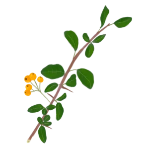 Глодівець Golden Charmer Pyracantha Golden Charmer Живопліт Hedge Структурні рослини Structural plants Гребля