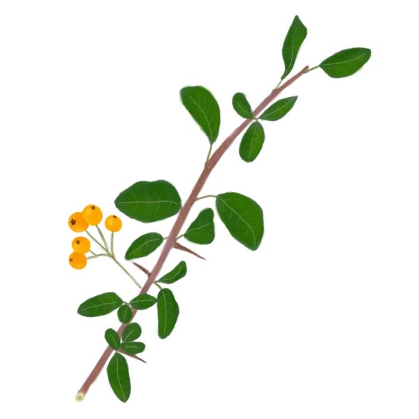 Глодівець Golden Charmer Pyracantha Golden Charmer Живопліт Hedge Структурні рослини Structural plants Гребля