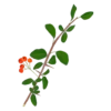 Глодівець Orange Charmer Pyracantha Orange Charmer Живопліт Hedge Структурні рослини Structural plants Гребля