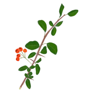 Глодівець Orange Charmer Pyracantha Orange Charmer Живопліт Hedge Структурні рослини Structural plants Гребля