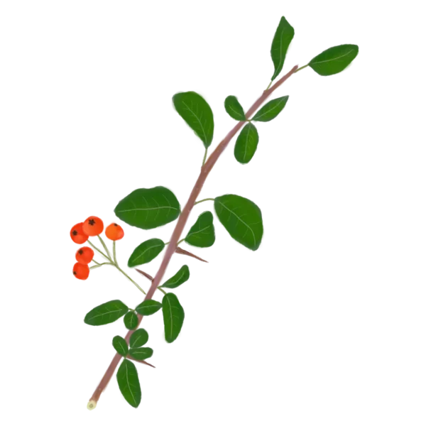 Глодівець Orange Charmer Pyracantha Orange Charmer Живопліт Hedge Структурні рослини Structural plants Гребля