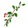 Глодівець з червоними ягодами Pyracantha red berries Живопліт Hedge Структурні рослини Structural plants Гребля Shrub