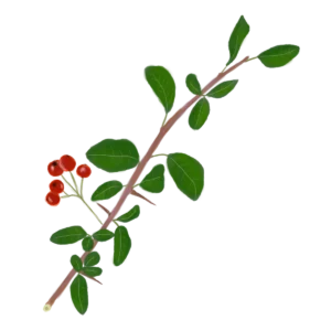 Глодівець з червоними ягодами Pyracantha red berries Живопліт Hedge Структурні рослини Structural plants Гребля Shrub