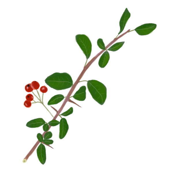 Глодівець з червоними ягодами Pyracantha red berries Живопліт Hedge Структурні рослини Structural plants Гребля Shrub