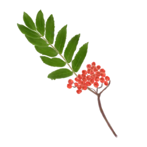 Горбина звичайна Sorbus aucuparia Структурні рослини Рослини для живоплоту Рослини для живої огорожі Декоративні ягоди Декоративне листя