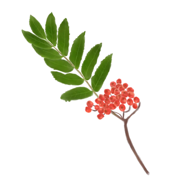 Горбина звичайна Sorbus aucuparia Структурні рослини Рослини для живоплоту Рослини для живої огорожі Декоративні ягоди Декоративне листя